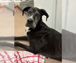 Small #7 Great Dane