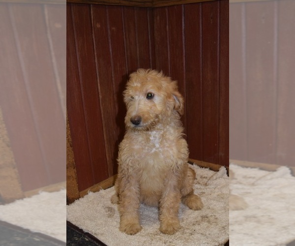 Medium Photo #1 Goldendoodle Puppy For Sale in RITTMAN, OH, USA