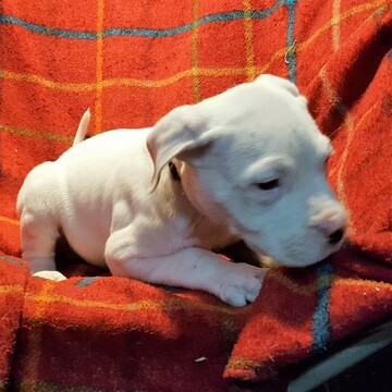 Medium Photo #53 Dogo Argentino Puppy For Sale in PINEVILLE, MO, USA
