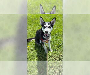 Mutt Dogs for adoption in Weaverville, NC, USA