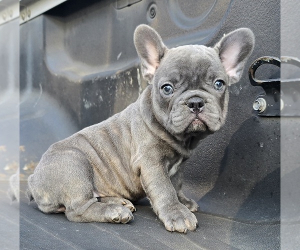 Medium Photo #5 French Bulldog Puppy For Sale in SAN ANTONIO, TX, USA