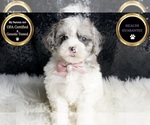 Small #6 Maltipoo