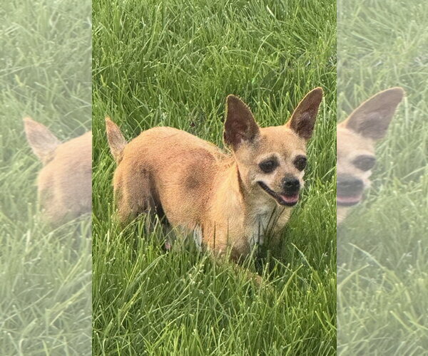 Medium Photo #3 Chihuahua Puppy For Sale in Omaha, NE, USA