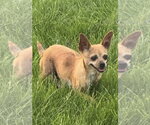 Small #2 Chihuahua