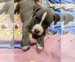 Puppy 2 American Bully-American Pit Bull Terrier Mix