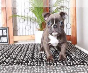 Faux Frenchbo Bulldog Puppy for sale in NAPLES, FL, USA