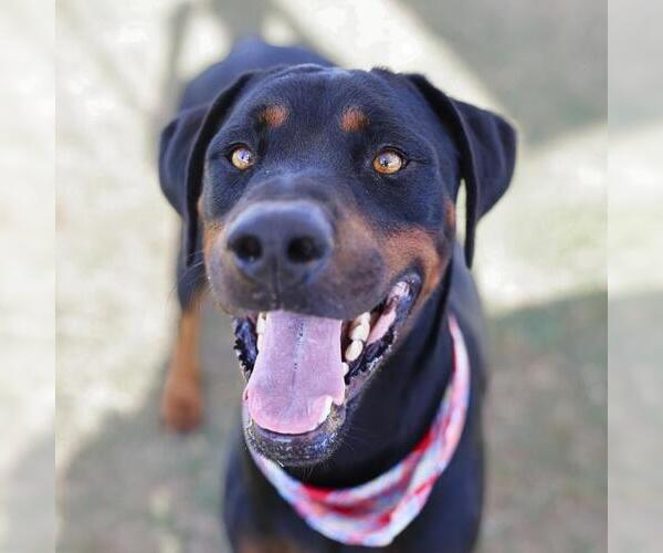 Medium Photo #1 Rottweiler Puppy For Sale in San Antonio, TX, USA