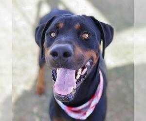 Rottweiler Dogs for adoption in San Antonio, TX, USA