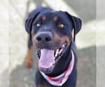 Small Rottweiler