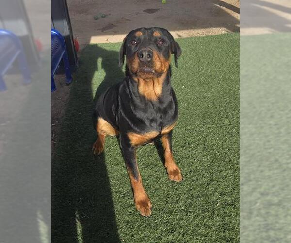 Medium Photo #1 Rottweiler Puppy For Sale in HESPERIA, CA, USA