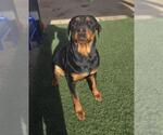 Small Rottweiler