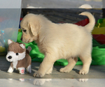 Small Photo #9 English Cream Golden Retriever Puppy For Sale in NEWVILLE, PA, USA