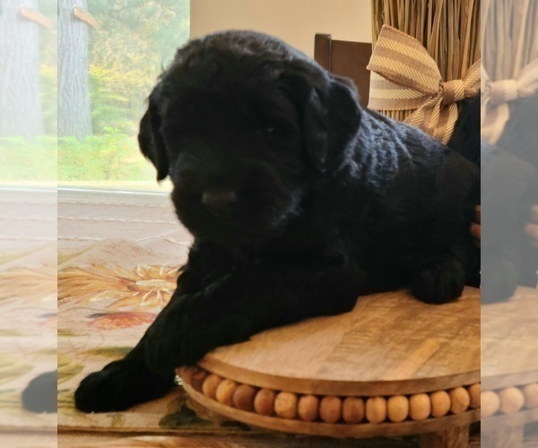 Medium Photo #7 Goldendoodle Puppy For Sale in WHITE CLOUD, MI, USA