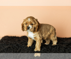 Medium Cocker Spaniel