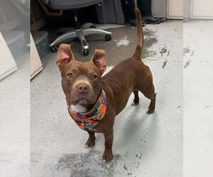 American Pit Bull Terrier-Unknown Mix Dogs for adoption in Polson, MT, USA