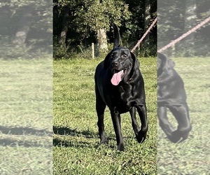 Mother of the Labrador Retriever puppies born on 03/11/2026