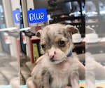 Puppy Blue French Bulldog-Poodle (Miniature) Mix