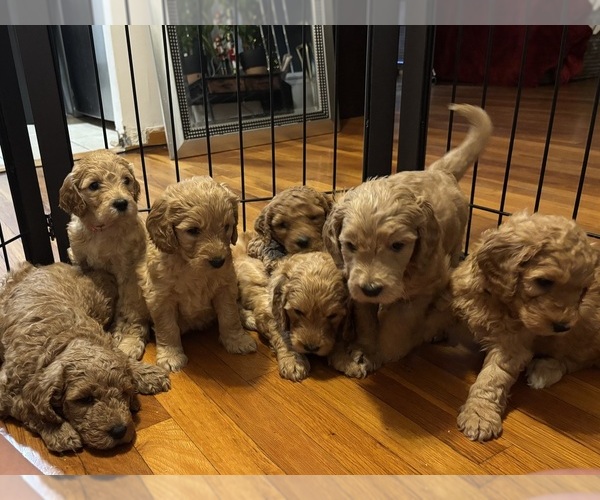 Medium Photo #1 Goldendoodle Puppy For Sale in OAKLAND GARDENS, NY, USA