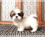 Small #3 Shih Tzu