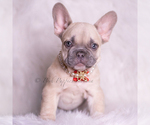 Small #1 French Bulldog