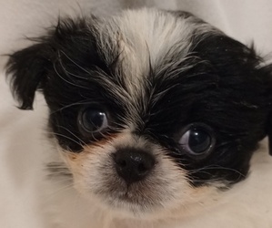 Japanese Chin Puppy for sale in PELZER, SC, USA