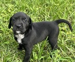 Puppy 2 Goldmation