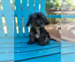 Small Mutt