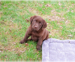 Small #3 Labrador Retriever