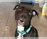 Small Labrador Retriever Mix