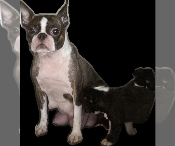 Medium Photo #1 Boston Terrier Puppy For Sale in BEND, OR, USA