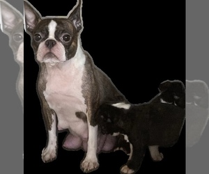 Mother of the Boston Terrier puppies born on 06/25/2025