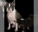 Small Photo #1 Boston Terrier Puppy For Sale in BEND, OR, USA
