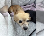 Small #3 Chihuahua Mix