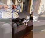 Small #9 Bullypit