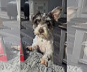 Schnauzer (Miniature) Puppy for sale in GOSHEN, IN, USA