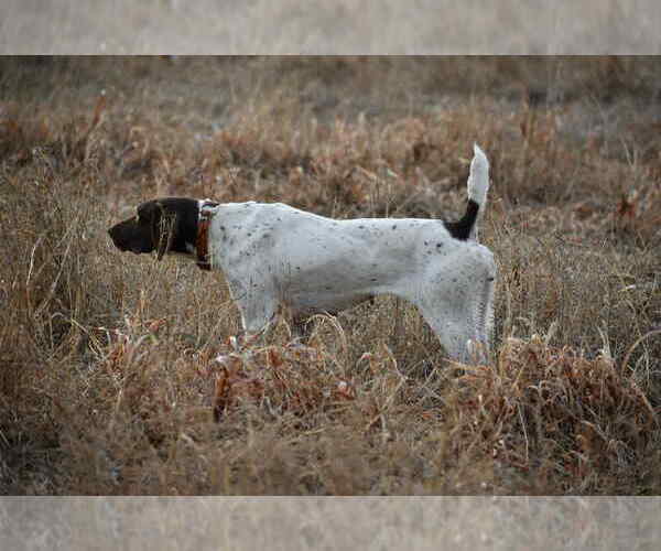 Medium Photo #1 German Shorthaired Pointer Puppy For Sale in EDENTON, NC, USA