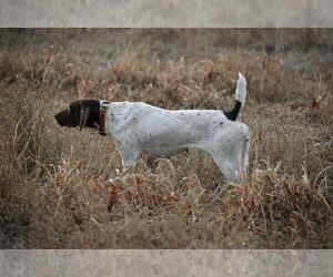 Mother of the German Shorthaired Pointer puppies born on 06/26/2026
