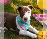 Small Labrador Retriever