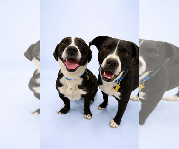 Medium Photo #7 Mutt Puppy For Sale in Sandy, UT, USA