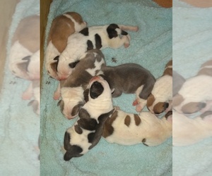 American Bulldog Puppy for sale in QUEENSBURY, NY, USA