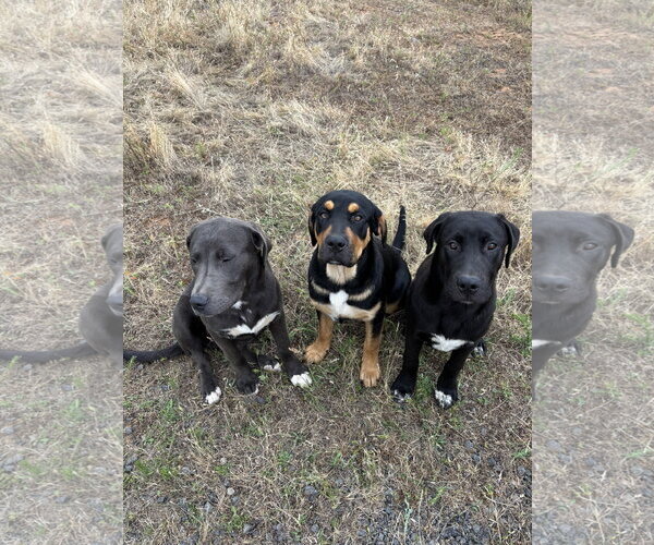 Medium Photo #2 Labrenees Puppy For Sale in Milpitas, CA, USA