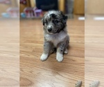 Small Photo #4 Miniature Australian Shepherd Puppy For Sale in HOWE, OK, USA