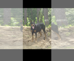 Small #2 Doberman Pinscher