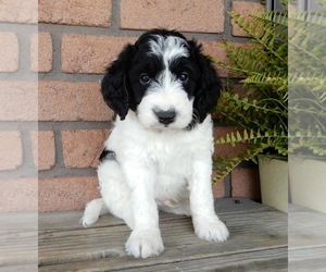 Labradoodle Puppy for sale in MILLERSBURG, OH, USA