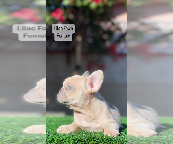 Medium Photo #9 French Bulldog Puppy For Sale in LOS ANGELES, CA, USA