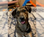 Small #3 Australian Shepherd-Retriever  Mix