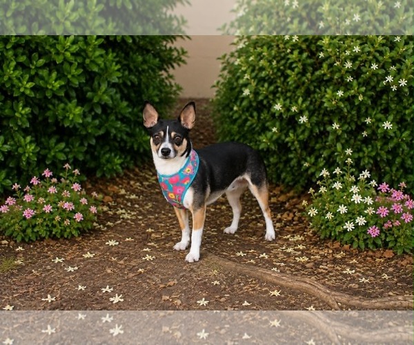 Medium Photo #2 Chihuahua-Unknown Mix Puppy For Sale in Yuba City, CA, USA