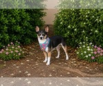 Small #1 Chihuahua Mix