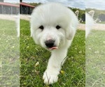 Small #4 Great Pyrenees
