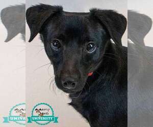 Colonial Cocker Spaniel-Jack Russell Terrier Mix Dogs for adoption in Kennesaw, GA, USA